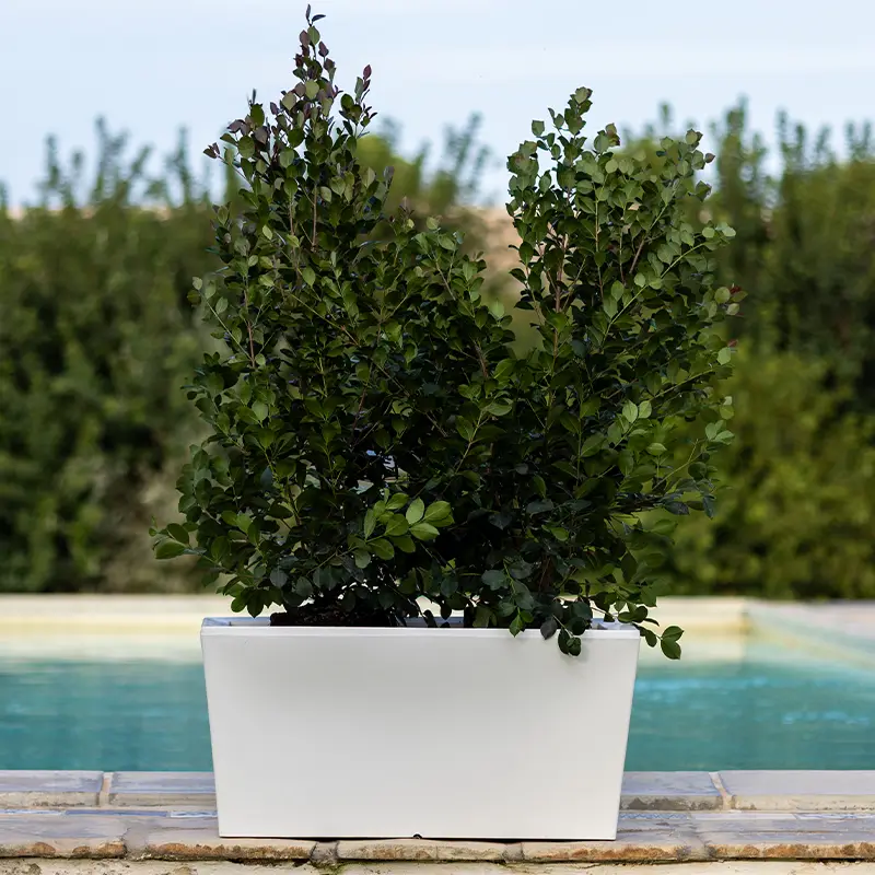 kloris-ionico-portavaso