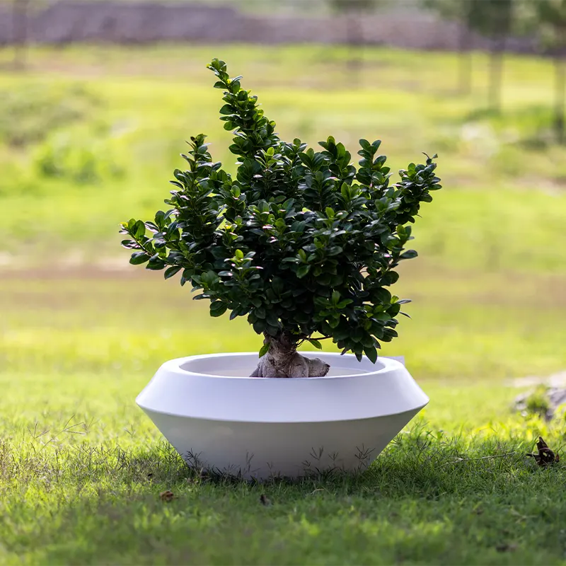 kloris-olimpico-vaso