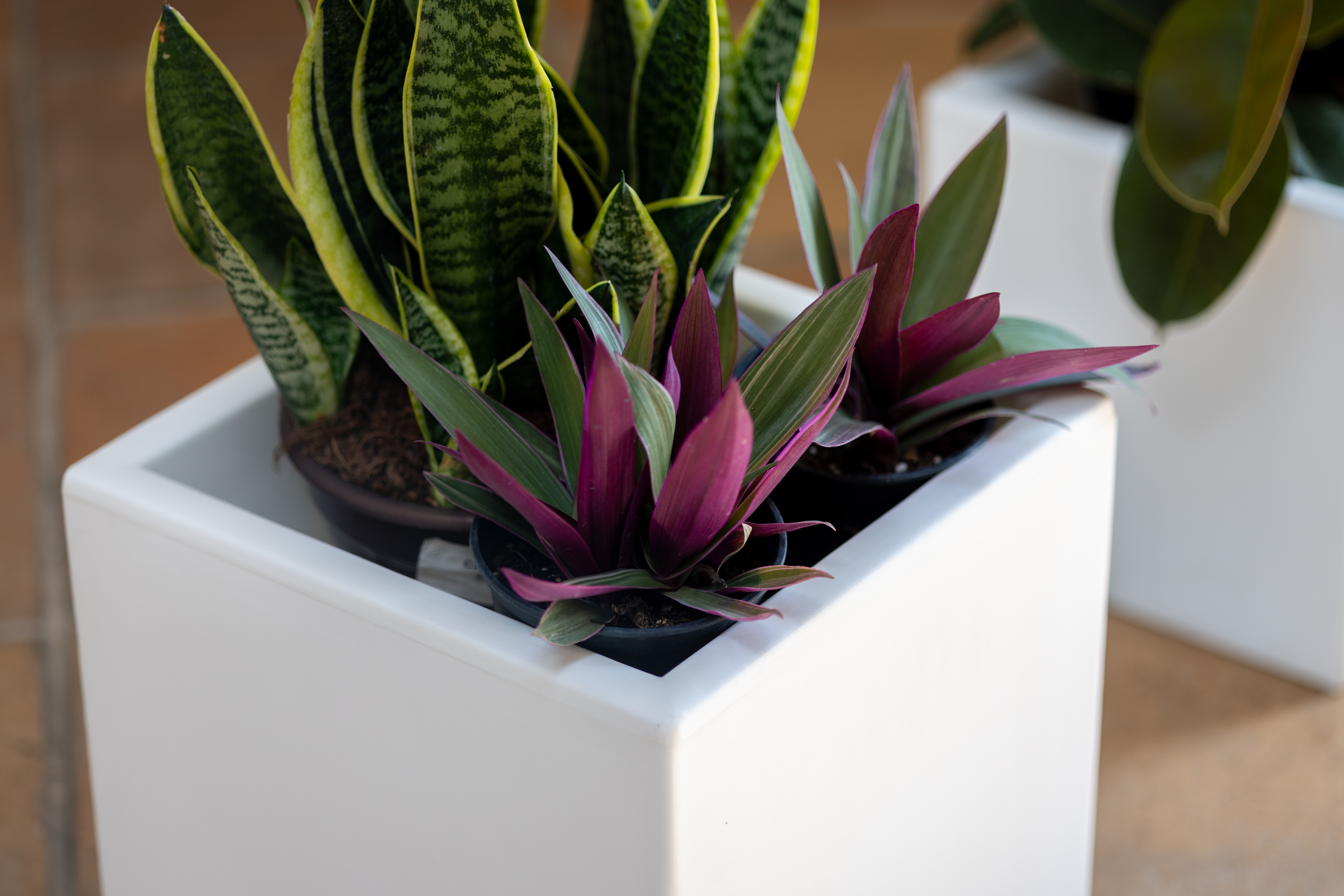 oasi-30-vaso-quadrato-dettaglio