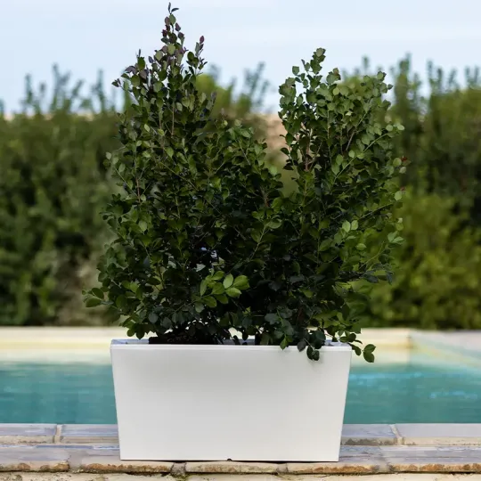 kloris-ionico-portavaso