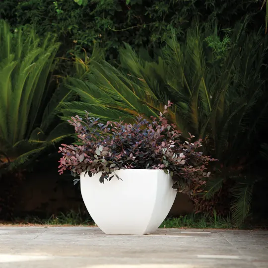 kloris-mediterraneo-vaso