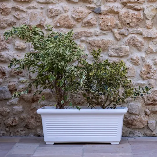 kloris-rettangolare-millerighe-vaso