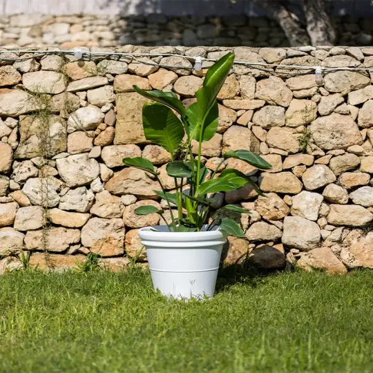 kloris-tondo-liscio-vaso